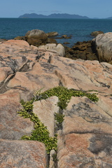 Eugenia reinwardtiana