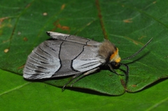 Oxytaphora delta