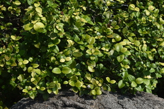 Eugenia reinwardtiana