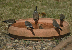 Stizoptera bichenovii bichenovii