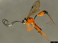 Myrmeleonostenus