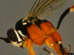 Myrmeleonostenus