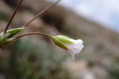 Holosteum marginatum