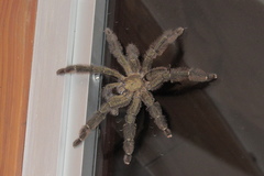 Psalmopoeus reduncus