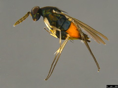Elasmus