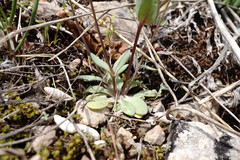 Holosteum marginatum