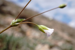 Holosteum marginatum