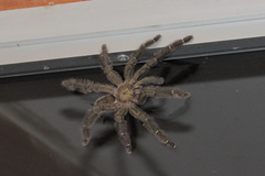 Psalmopoeus reduncus