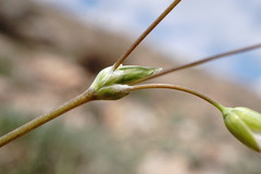 Holosteum marginatum