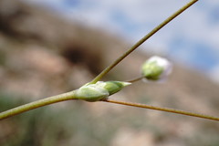 Holosteum marginatum