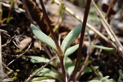 Holosteum marginatum