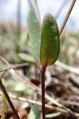 Holosteum marginatum