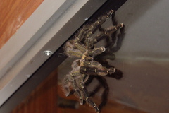 Psalmopoeus reduncus