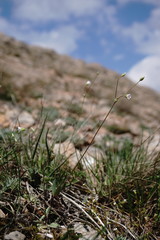 Holosteum marginatum