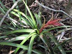 Aechmea recurvata