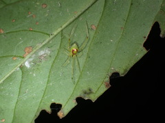 Thwaitesia glabicauda