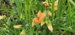 Lathyrus hierosolymitanus