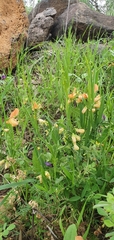 Lathyrus hierosolymitanus