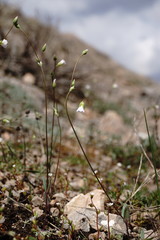 Holosteum marginatum