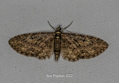 Eupithecia