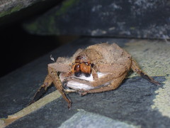 Heteropoda pingtungensis