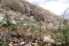 Holosteum marginatum