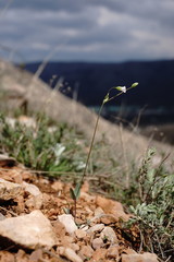 Holosteum marginatum