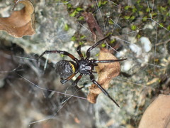 Steatoda cingulata