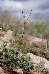 Holosteum marginatum