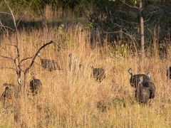 Numida meleagris mitratus