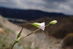 Holosteum marginatum