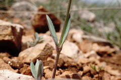 Holosteum marginatum