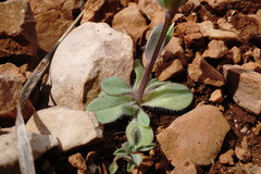 Holosteum marginatum