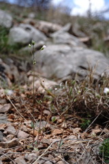 Holosteum marginatum