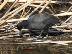 Fulica atra