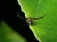 Pycnaxis