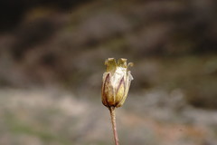 Holosteum marginatum