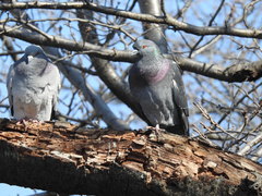 Columba livia domestica
