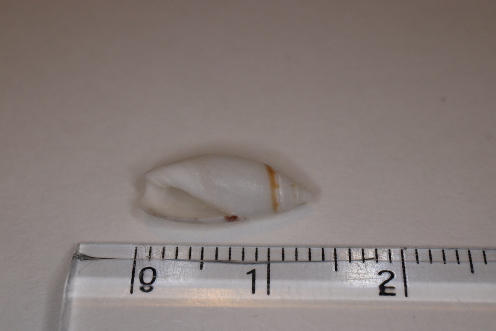 Olivella mandarina