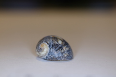 Nerita japonica