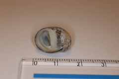 Nerita japonica