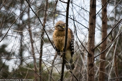 Buteo lineatus