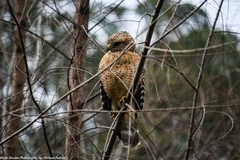 Buteo lineatus
