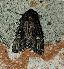 Hexorthodes serrata
