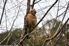 Buteo lineatus
