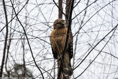 Buteo lineatus