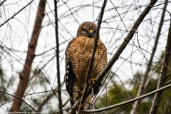 Buteo lineatus