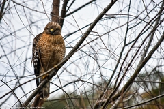 Buteo lineatus