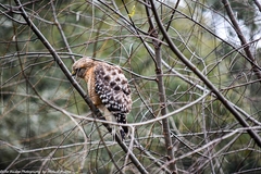 Buteo lineatus