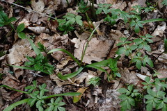 Allium decipiens quercetorum